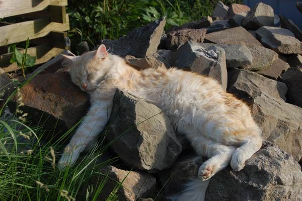 wie man sich bettet ...jpg